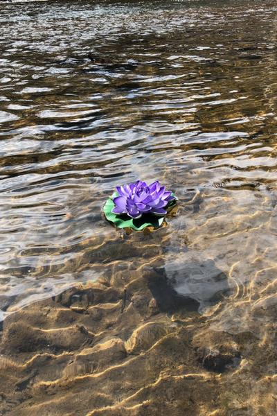 The Floating Lotus