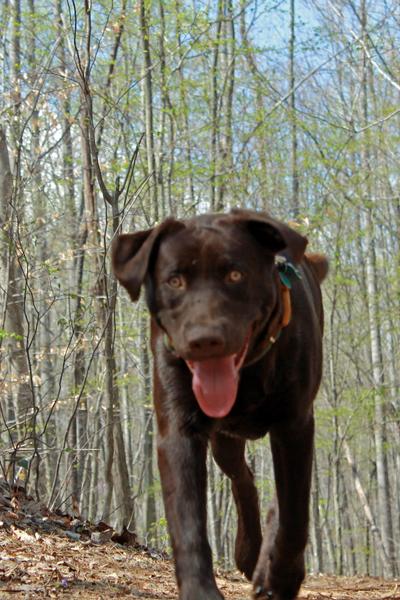 DRBA Dog Member's Only Hike