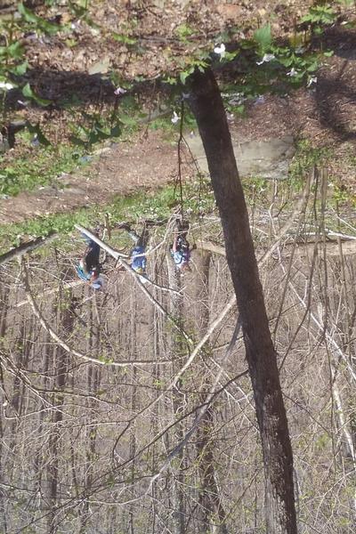 July FSO Hike - Blue Ridge Mtns