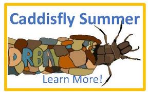 Caddisfly Summer Campaign