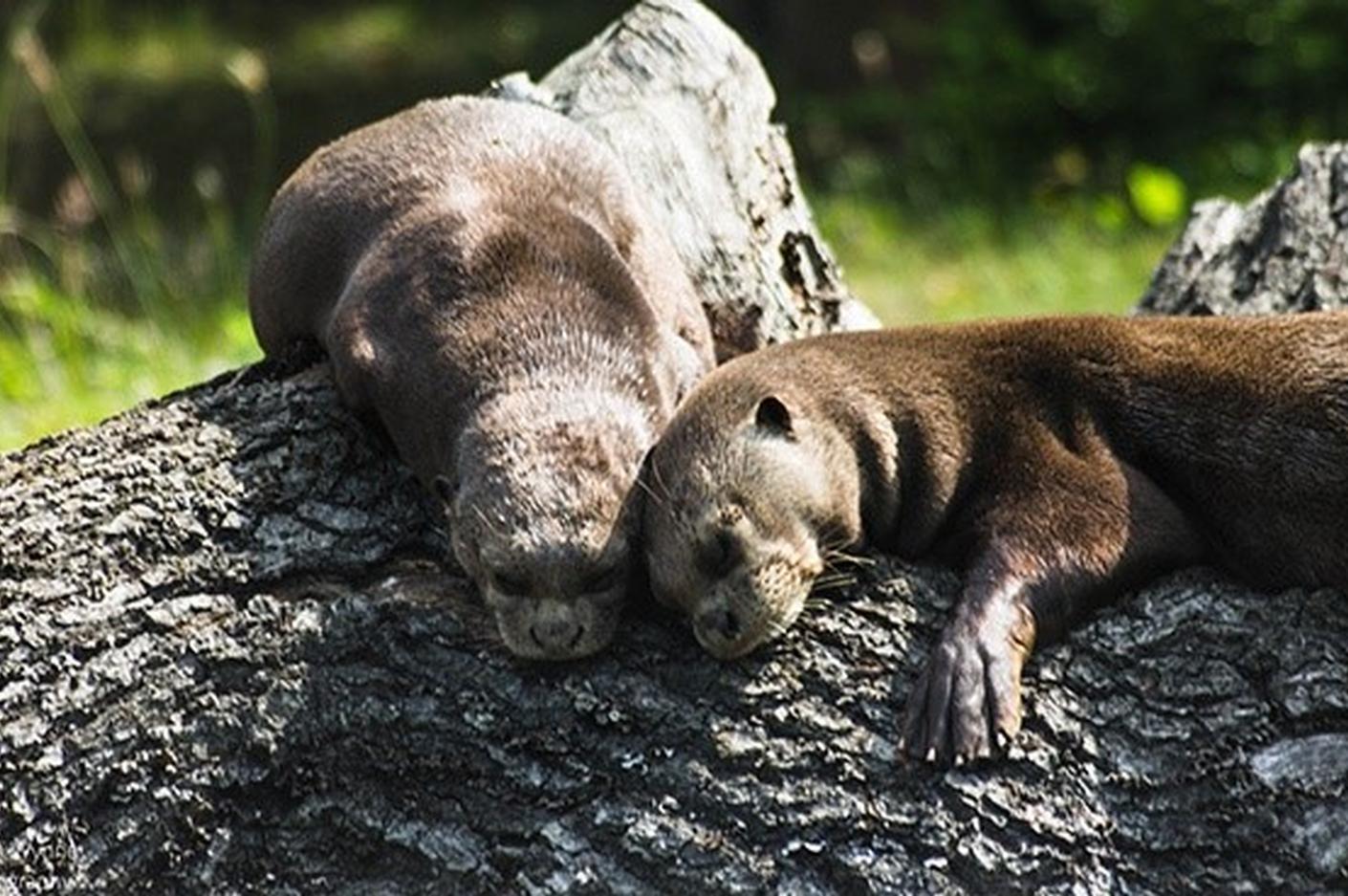 Otters