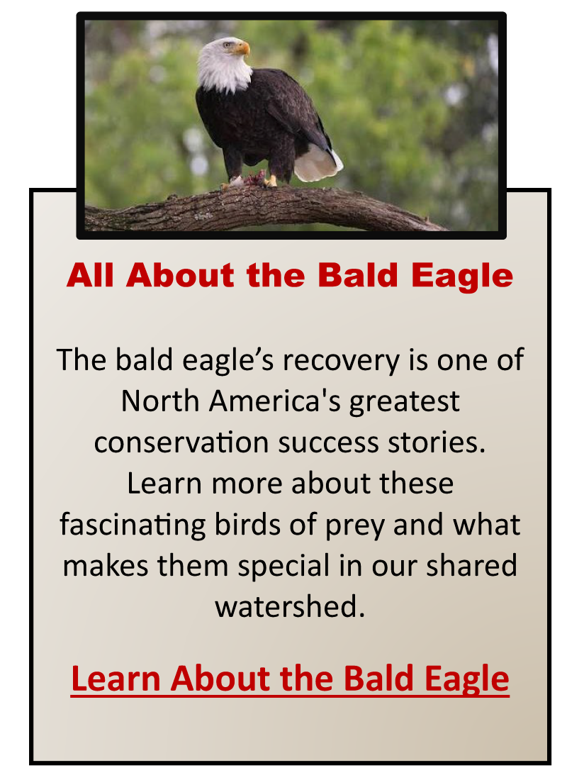 All About the Bald Eagle