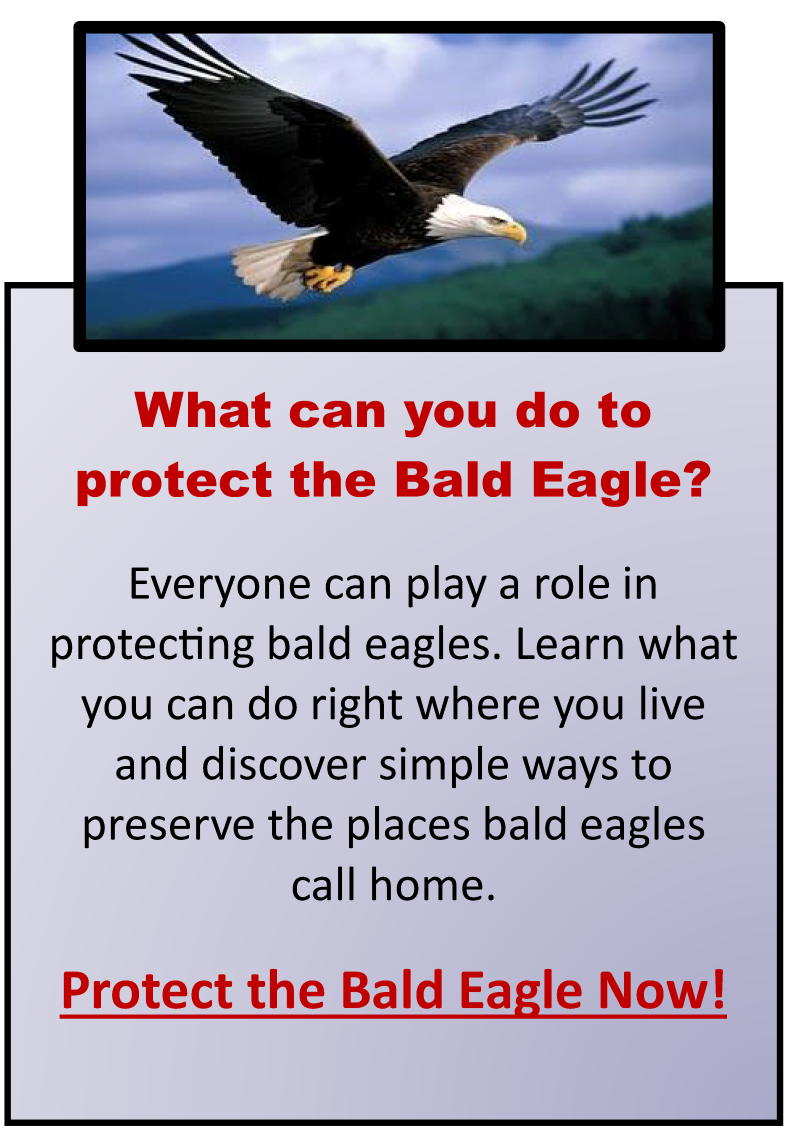 What You Can Do to Protect the Bald Eagle