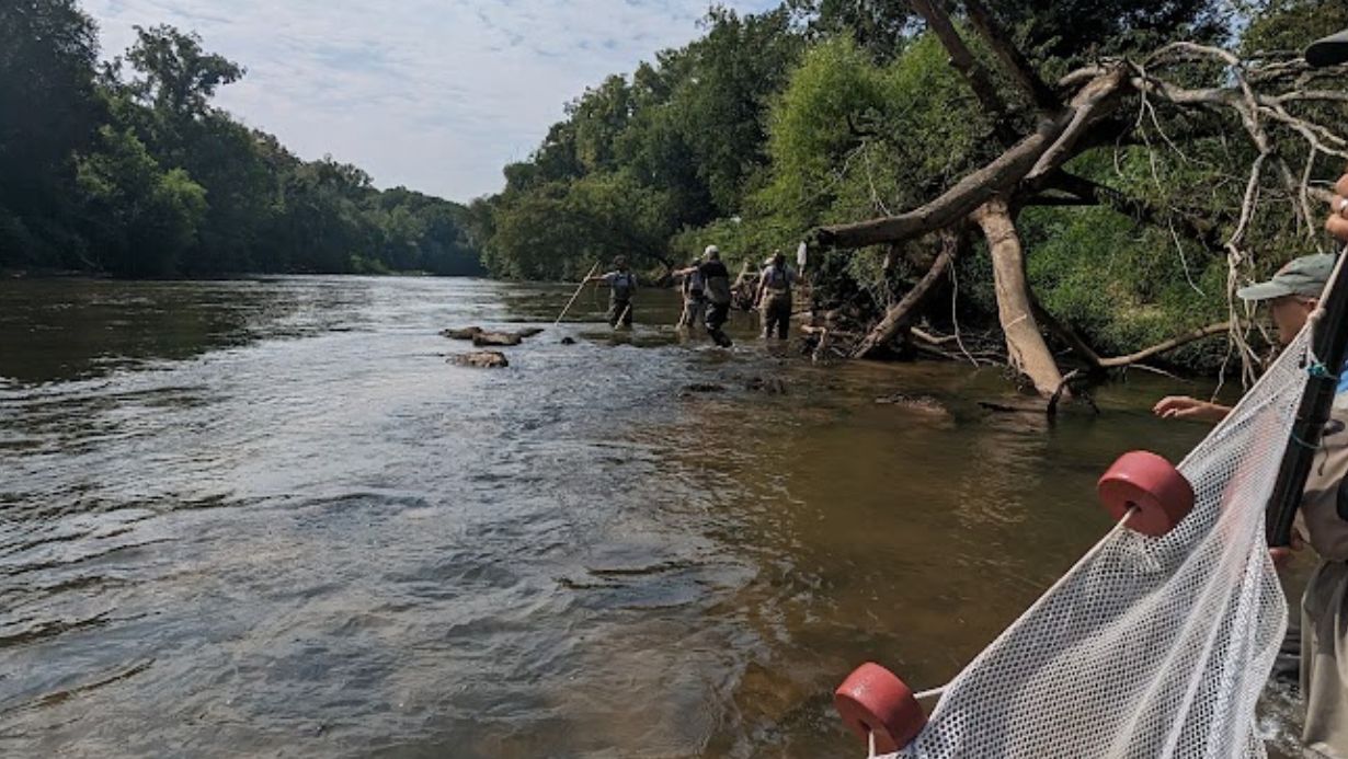 A view of the Dan River with scientists sampling with a seine net and walking along the river. 