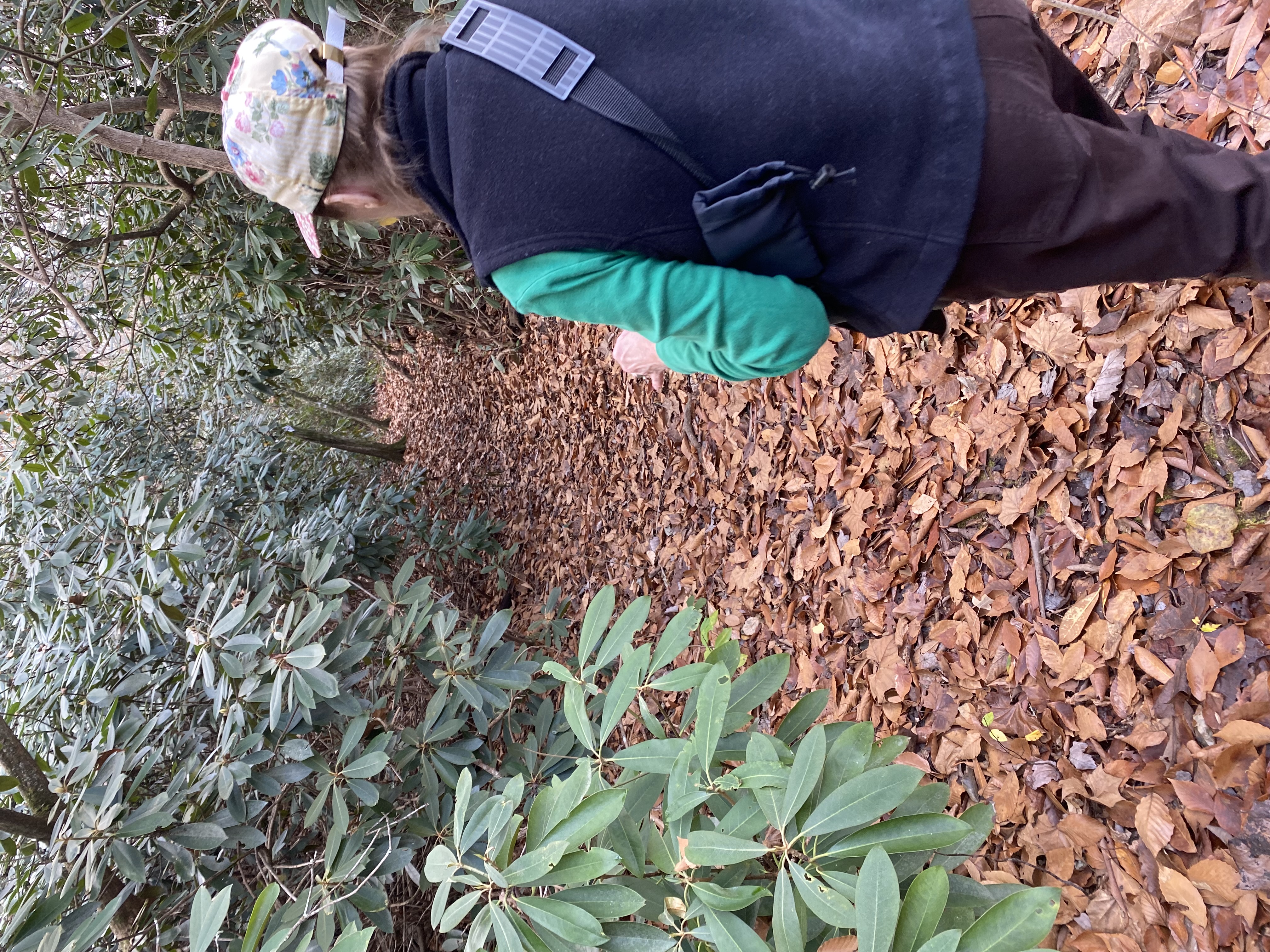 Hiker Exploring the rhododendron trail at gravely nature preserve